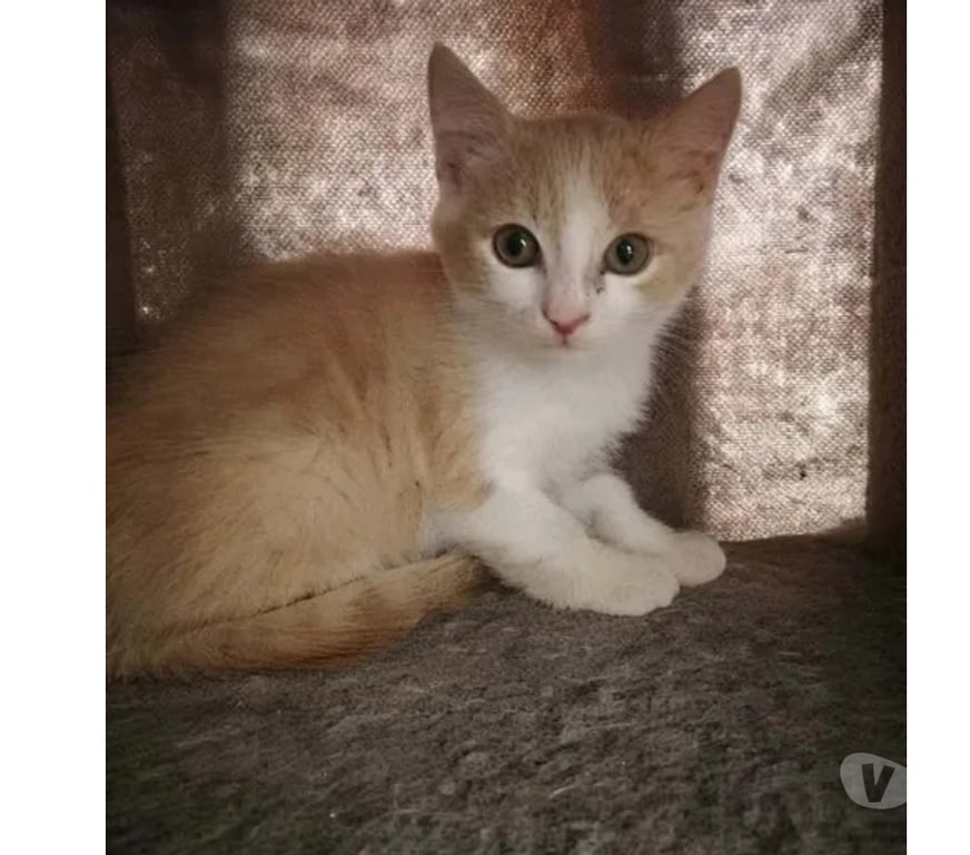 Don animaux Aude Carcassonne - Photos Vivastreet Jerry chaton roux et blanc 2mois cherche famille
