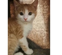 Photos Vivastreet Jerry chaton roux et blanc 2mois cherche famille