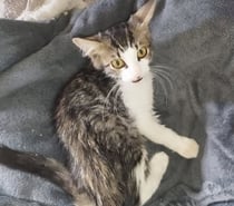 Photos Vivastreet Chat BERNARD à l adoption