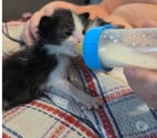 Pelussin - Loire — Chat BABOUCHE à l adoption
