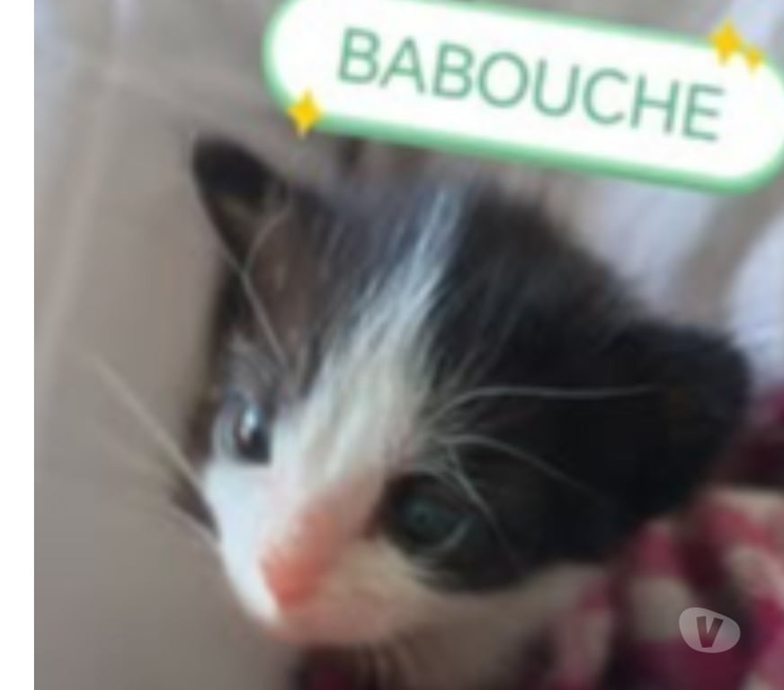 Don animaux Loire Pelussin - 42410 - Photos Vivastreet Chat BABOUCHE à l adoption