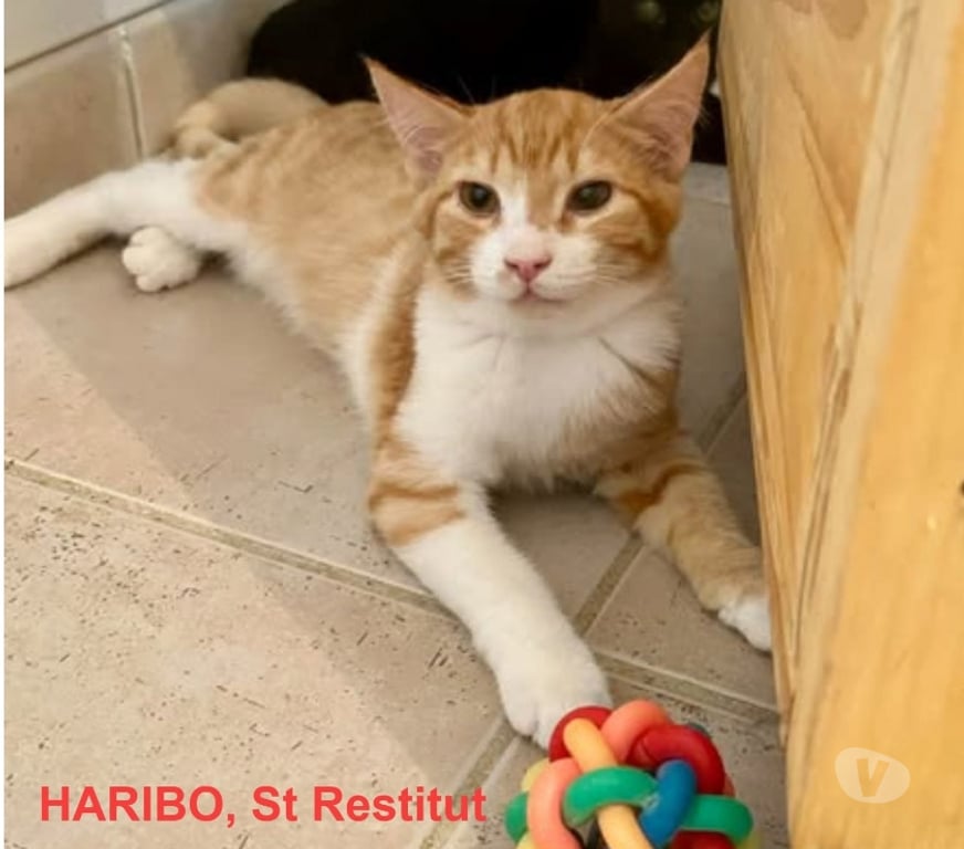 Don animaux Drôme St Restitut - 26130 - Photos Vivastreet Chat HARIBO à l adoption