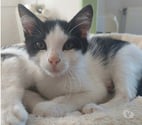 Chateauneuf de Galaure - Drôme — Chat BYRON à l adoption