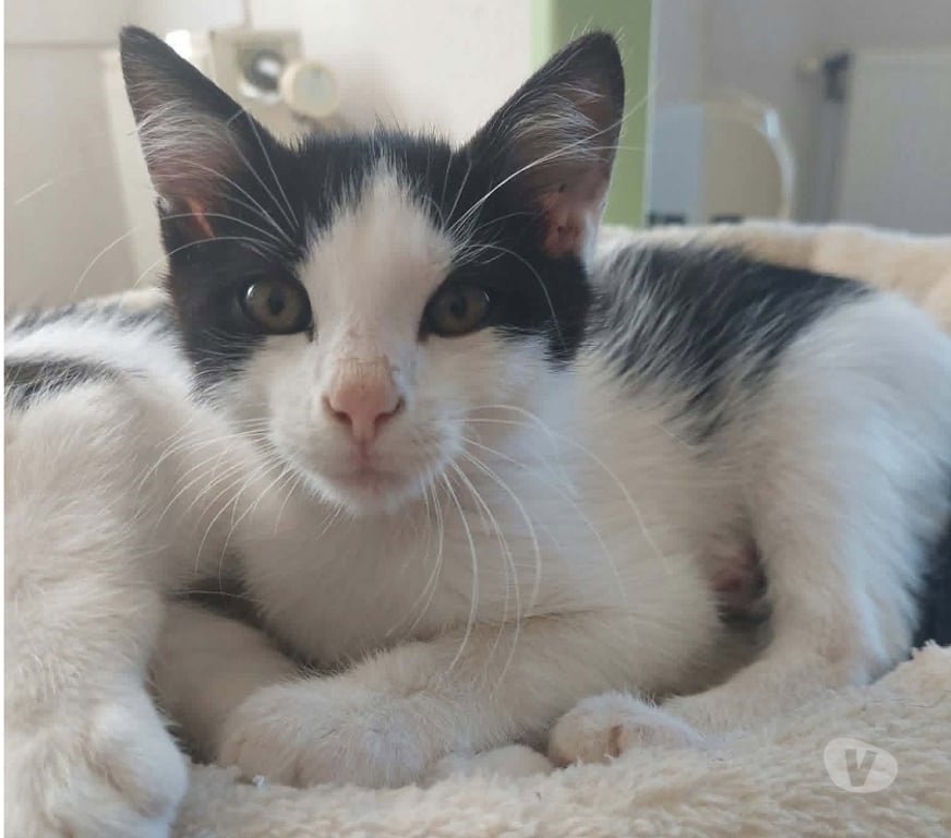 Don animaux Drôme Chateauneuf de Galaure - 26330 - Photos Vivastreet Chat BYRON à l adoption