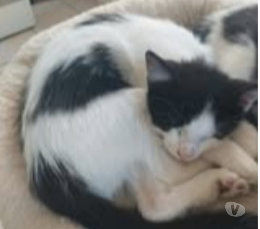Don animaux Drôme Chateauneuf de Galaure - 26330 - Photos Vivastreet Chat BYRON à l adoption