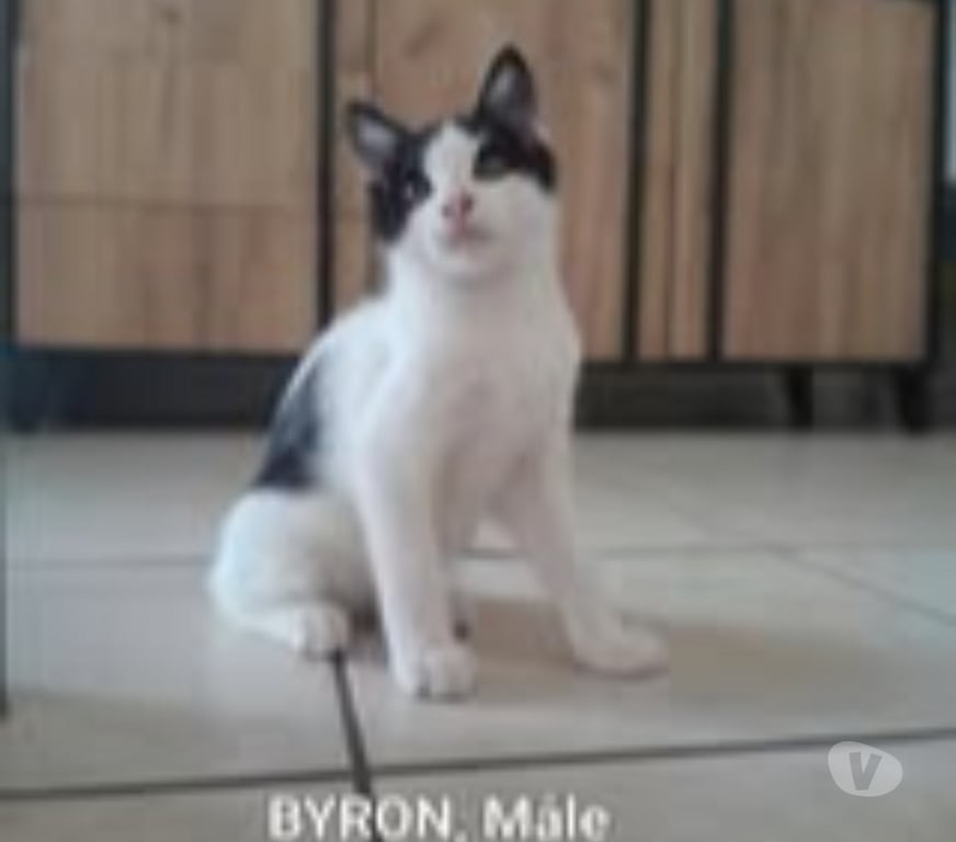 Don animaux Drôme Chateauneuf de Galaure - 26330 - Photos Vivastreet Chat BYRON à l adoption