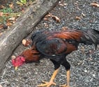 Jussy Champagne - Cher — Coq thaï 5 mois