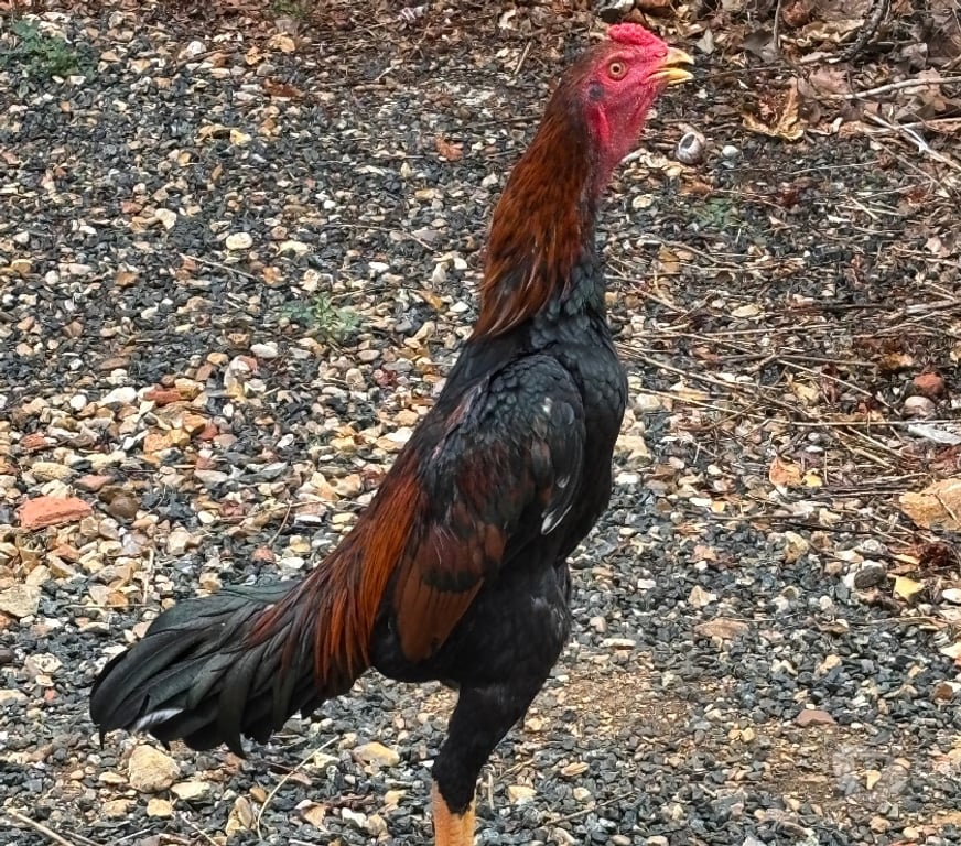 Vente Cher Jussy Champagne - 18130 - Photos Vivastreet Coq thaï 5 mois
