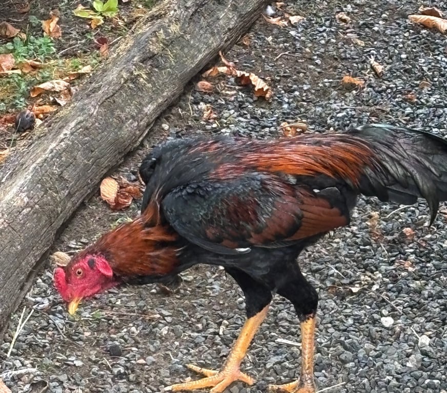 Vente Cher Jussy Champagne - 18130 - Photos Vivastreet Coq thaï 5 mois