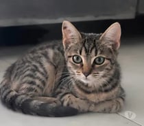 Photos Vivastreet Romy chatte 5 mois cherche famille