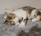 Loriol sur Drome - Drôme — Chat FRIMOUSSE à l adoption