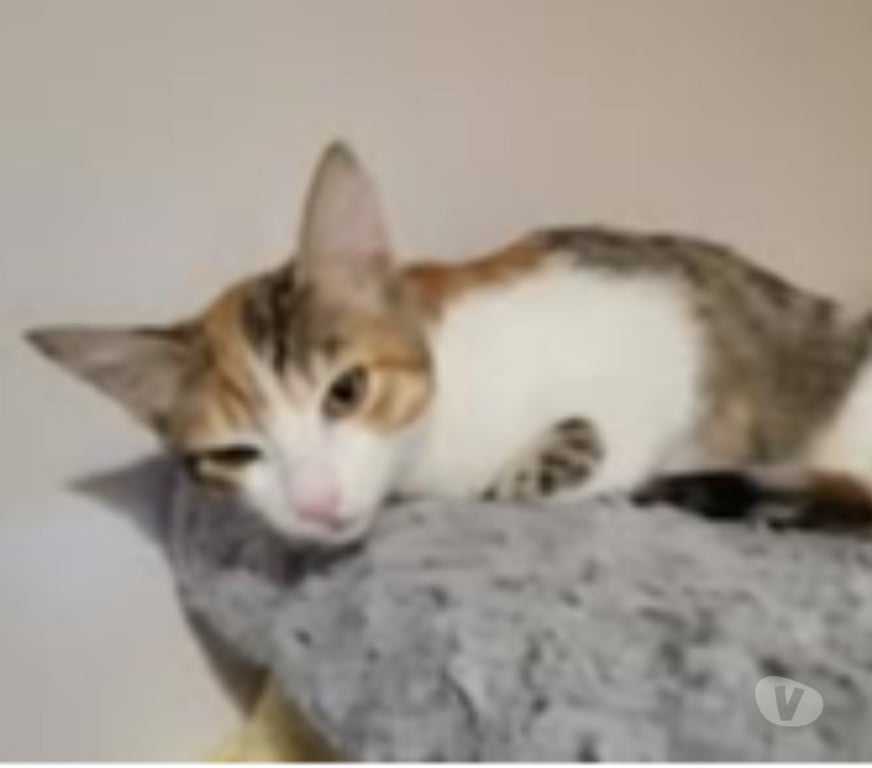 Don animaux Drôme Loriol sur Drome - 26270 - Photos Vivastreet Chat FRIMOUSSE à l adoption