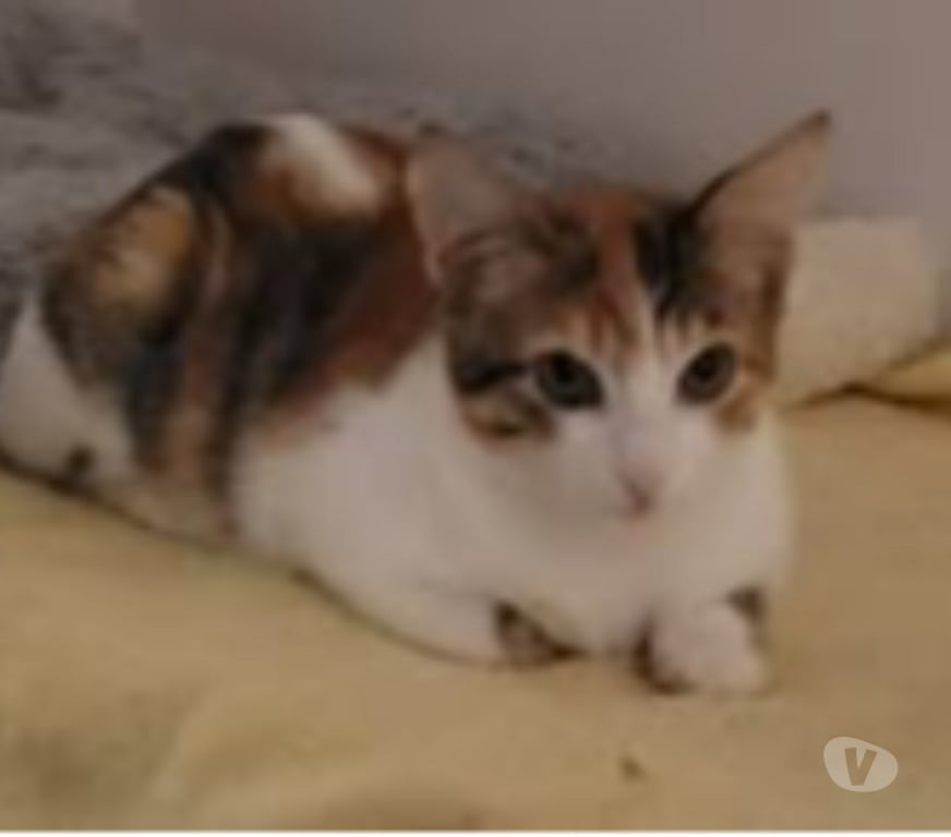 Don animaux Drôme Loriol sur Drome - 26270 - Photos Vivastreet Chat FRIMOUSSE à l adoption