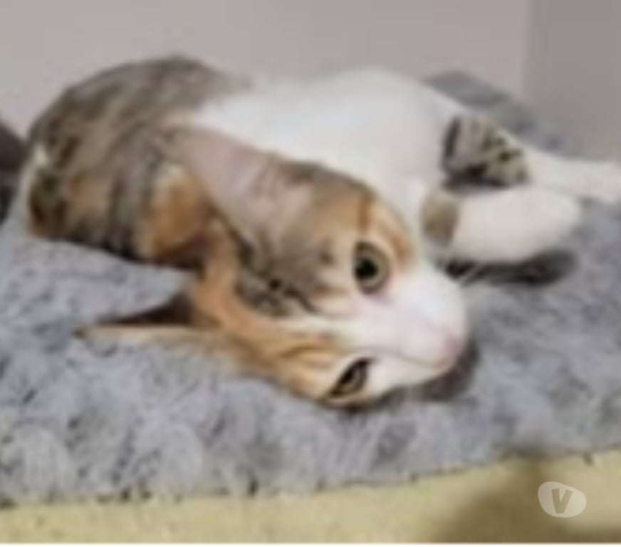 Don animaux Drôme Loriol sur Drome - 26270 - Photos Vivastreet Chat FRIMOUSSE à l adoption