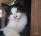Felines - Ardèche — Chat BIBOP à l adoption