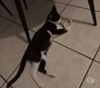 Felines - Ardèche — Chat BIJOU à l adoption