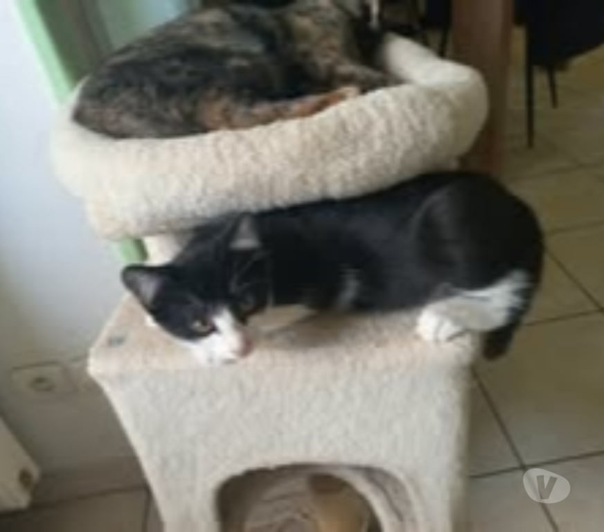 Don animaux Ardèche Felines - 07340 - Photos Vivastreet Chat BIJOU à l adoption