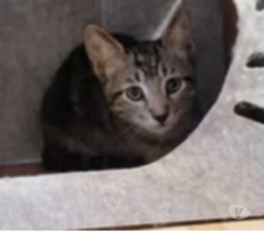 Don animaux Drôme Puy St Martin - 26450 - Photos Vivastreet Chat BART à l adoption