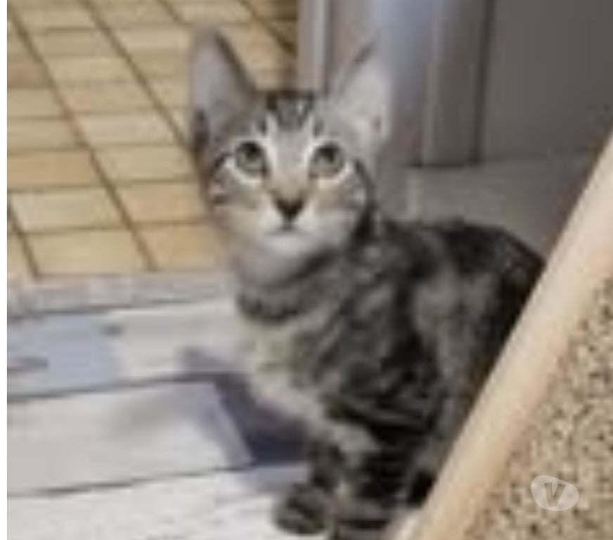 Don animaux Drôme Puy St Martin - 26450 - Photos Vivastreet Chat BART à l adoption