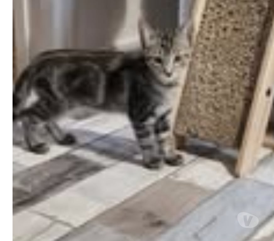 Don animaux Drôme Puy St Martin - 26450 - Photos Vivastreet Chat BART à l adoption