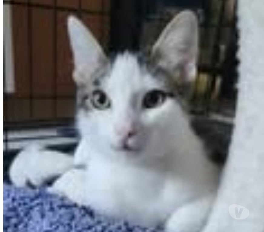 Don animaux Drôme Loriol sur Drome - 26270 - Photos Vivastreet Chat TOKYO à l adoption
