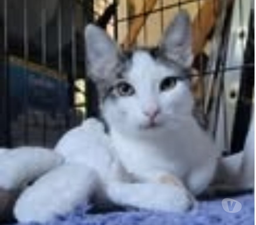 Don animaux Drôme Loriol sur Drome - 26270 - Photos Vivastreet Chat TOKYO à l adoption