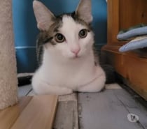 Photos Vivastreet Chat TOKYO à l adoption