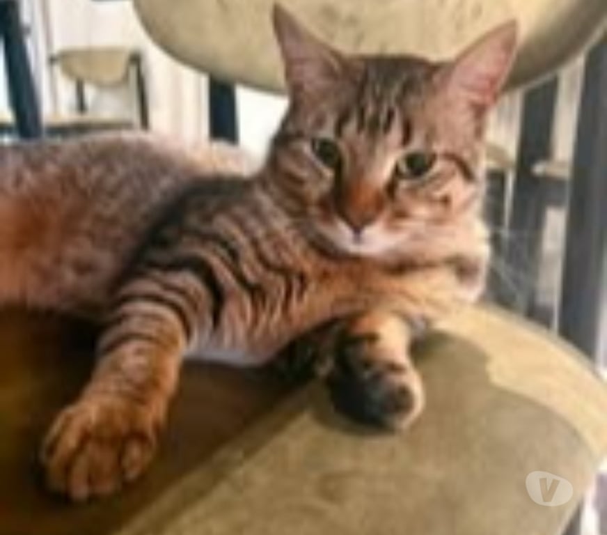 Don animaux Savoie Aix les Bains - 73100 - Photos Vivastreet Chat CAMPA à l adoption