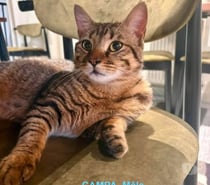 Photos Vivastreet Chat CAMPA à l adoption