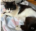 Claveyson - Drôme — Chat BILLIEJEAN à l adoption