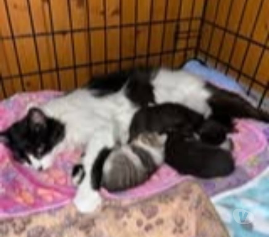 Don animaux Drôme Claveyson - 26240 - Photos Vivastreet Chat BILLIEJEAN à l adoption