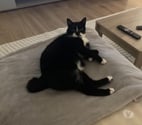 St Rambert d'Albon - Drôme — Chat GHOST à l adoption