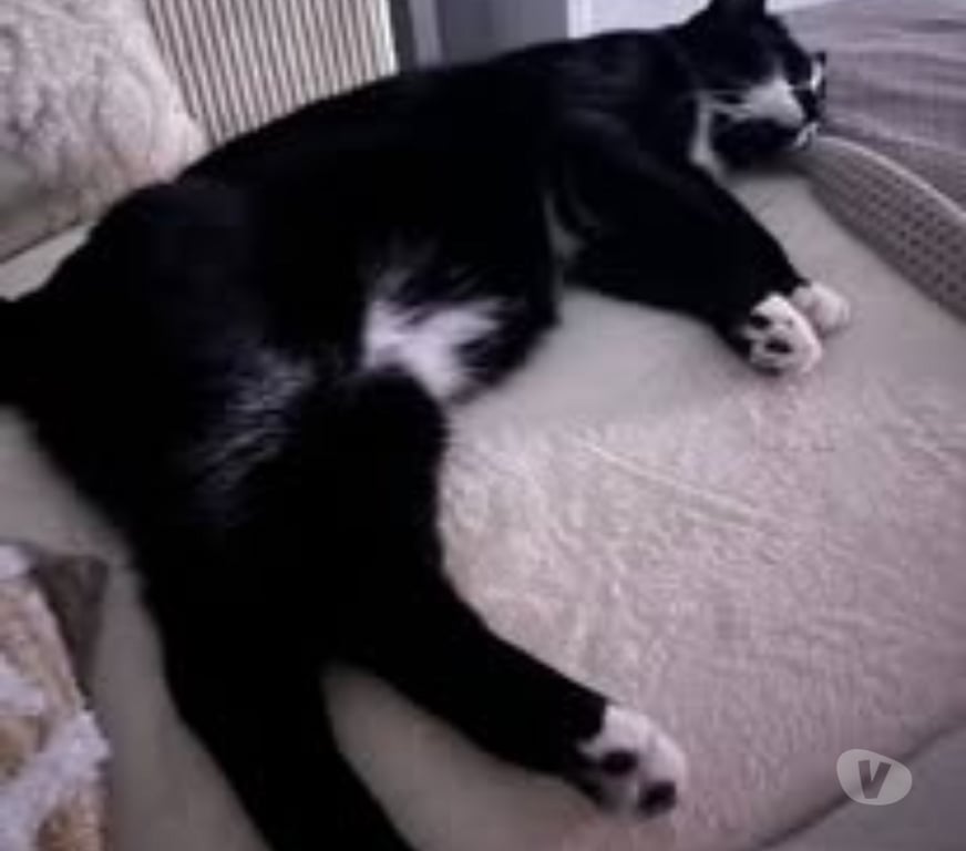 Don animaux Drôme St Rambert d'Albon - 26140 - Photos Vivastreet Chat GHOST à l adoption