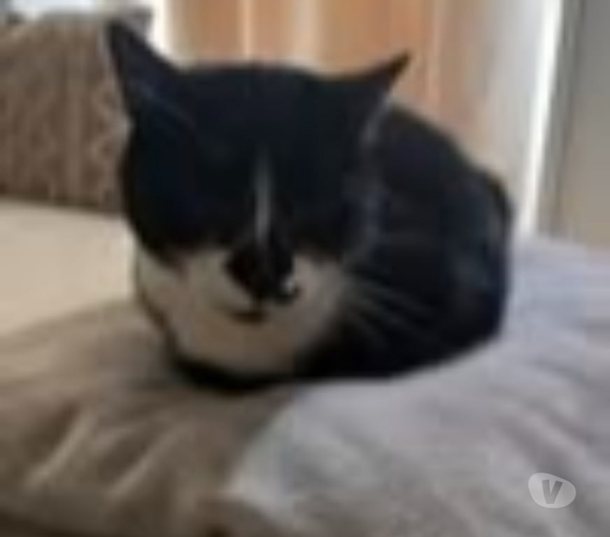 Don animaux Drôme St Rambert d'Albon - 26140 - Photos Vivastreet Chat GHOST à l adoption