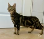 St Restitut - Drôme — Chat TIGRESSE à l adoption