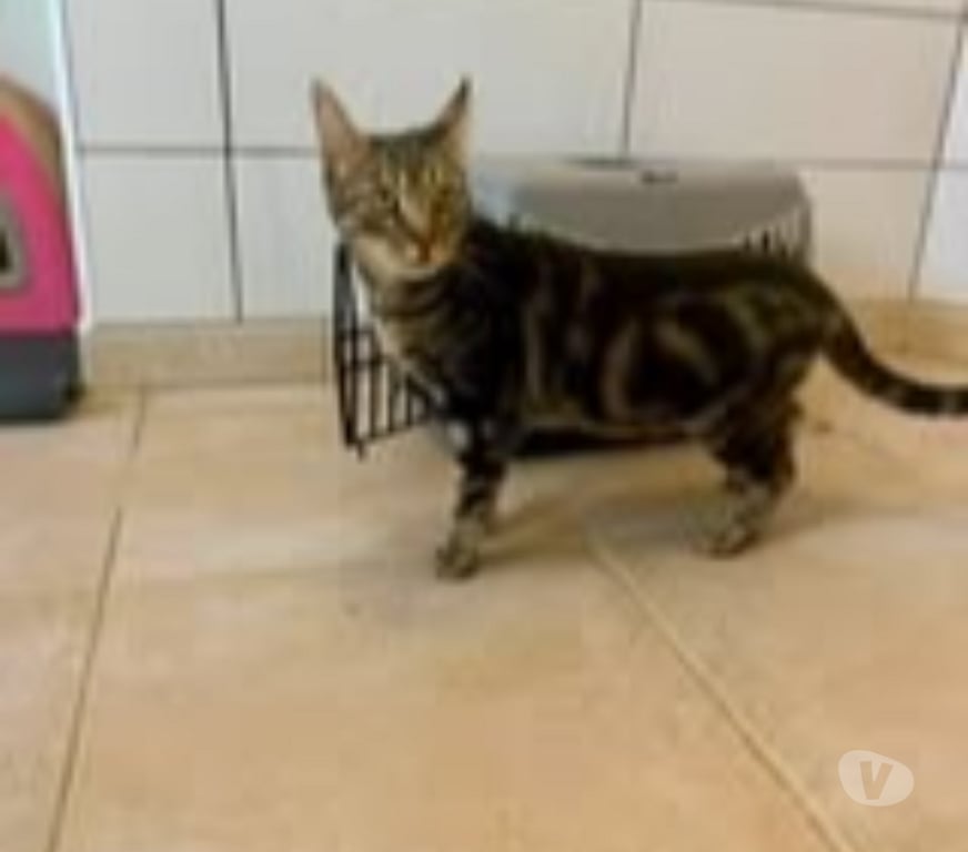 Don animaux Drôme St Restitut - 26130 - Photos Vivastreet Chat TIGRESSE à l adoption