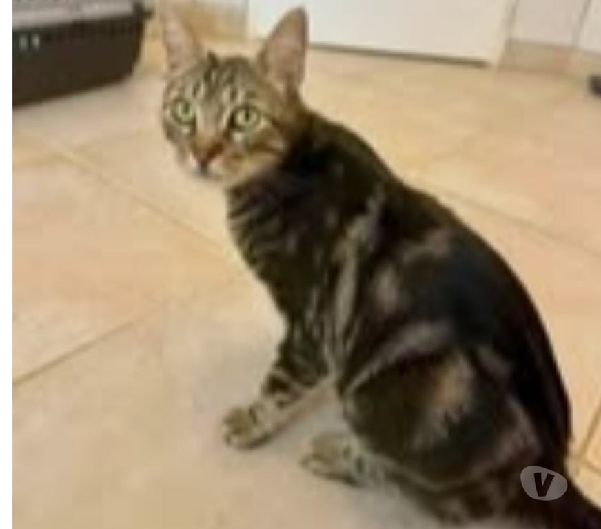 Don animaux Drôme St Restitut - 26130 - Photos Vivastreet Chat TIGRESSE à l adoption