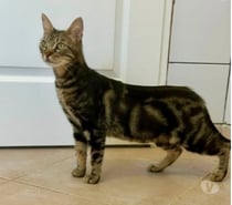 Photos Vivastreet Chat TIGRESSE à l adoption