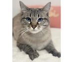 Villalbe - Carcassonne — Bastet jeune chat siamoisé tres gentil cherche adoptants