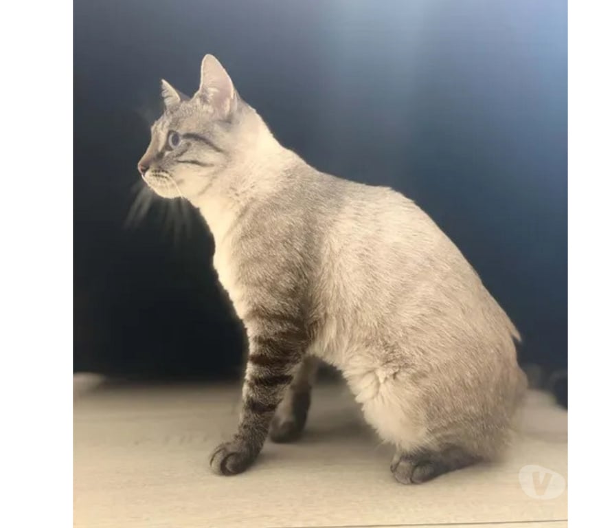 Don animaux Aude Carcassonne - Photos Vivastreet Bastet jeune chat siamoisé tres gentil cherche adoptants