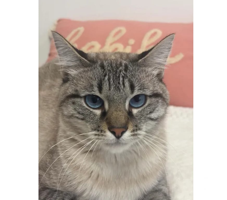 Don animaux Aude Carcassonne - Photos Vivastreet Bastet jeune chat siamoisé tres gentil cherche adoptants