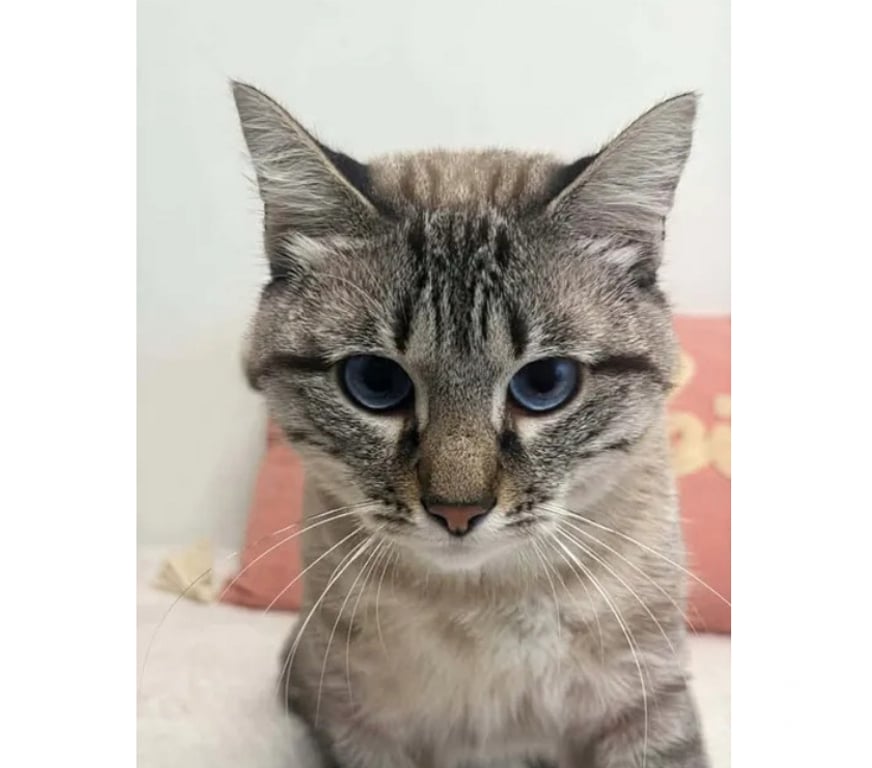 Don animaux Aude Carcassonne - Photos Vivastreet Bastet jeune chat siamoisé tres gentil cherche adoptants