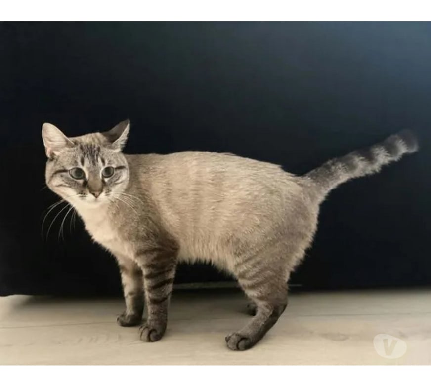 Don animaux Aude Carcassonne - Photos Vivastreet Bastet jeune chat siamoisé tres gentil cherche adoptants