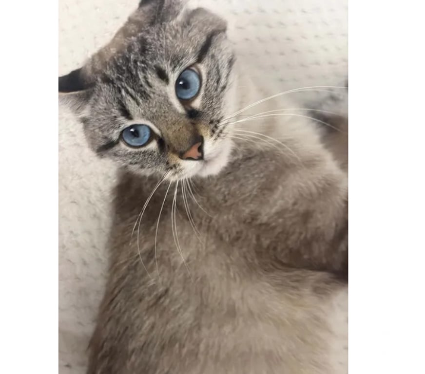 Don animaux Aude Carcassonne - Photos Vivastreet Bastet jeune chat siamoisé tres gentil cherche adoptants