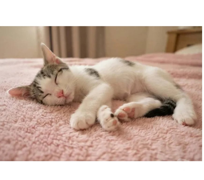 Don animaux Aude Carcassonne - Photos Vivastreet Saxo chaton 3 mois adorable cherche adoptants