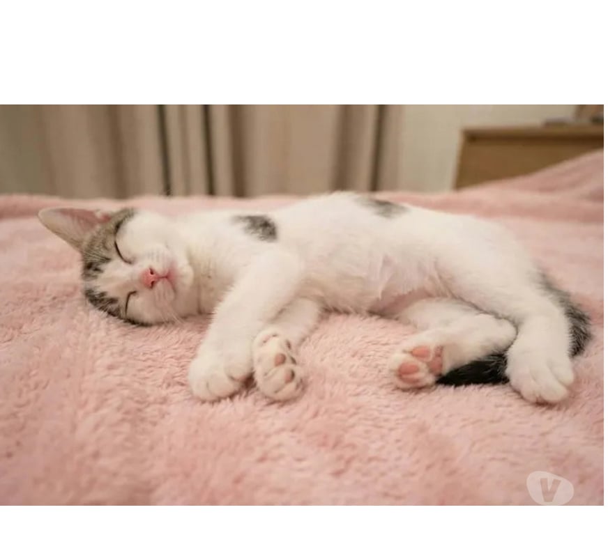 Don animaux Aude Carcassonne - Photos Vivastreet Saxo chaton 3 mois adorable cherche adoptants