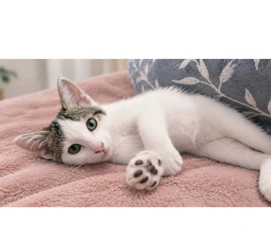 Don animaux Aude Carcassonne - Photos Vivastreet Saxo chaton 3 mois adorable cherche adoptants