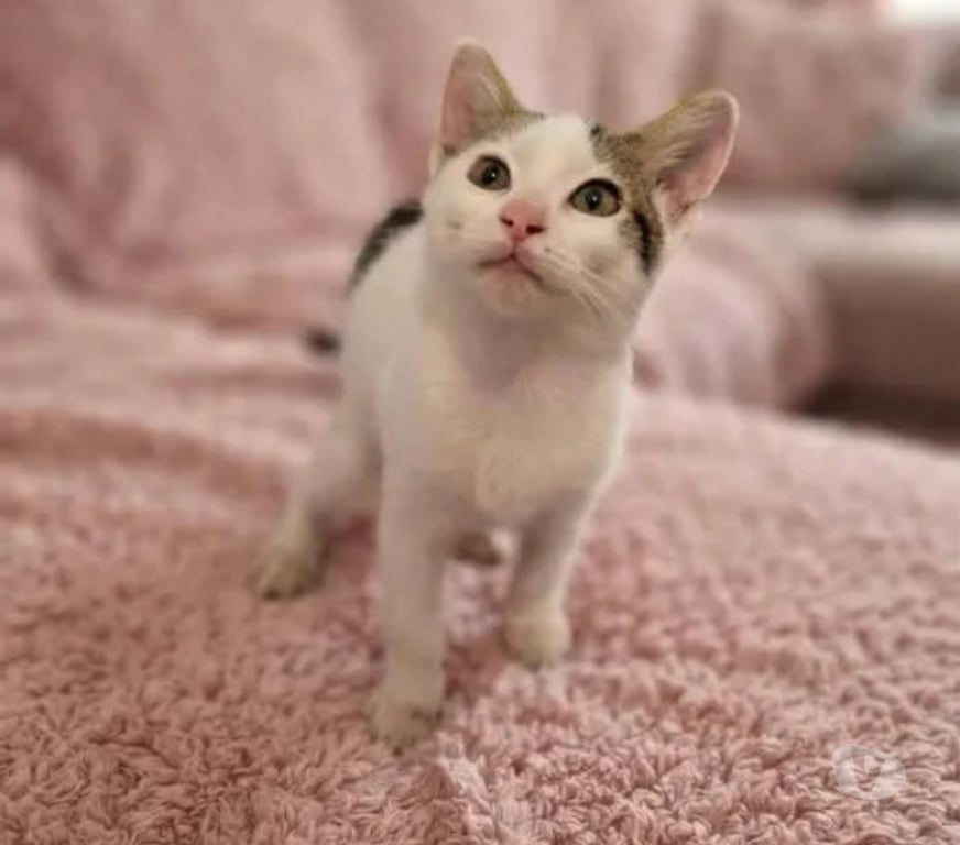 Don animaux Aude Carcassonne - Photos Vivastreet Saxo chaton 3 mois adorable cherche adoptants