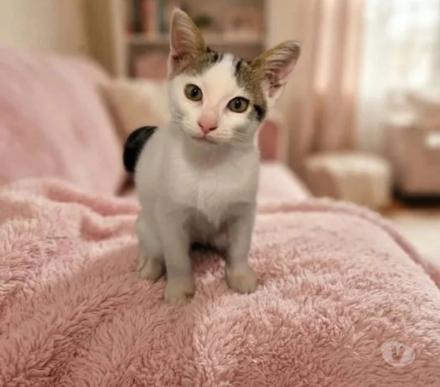 Don animaux Aude Carcassonne - Photos Vivastreet Saxo chaton 3 mois adorable cherche adoptants