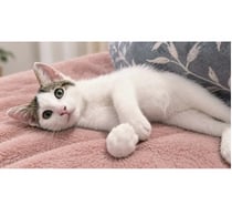 Photos Vivastreet Saxo chaton 3 mois adorable cherche adoptants